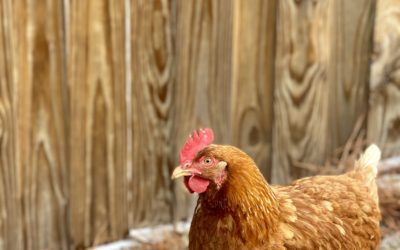 Natural Animal Care Post 2