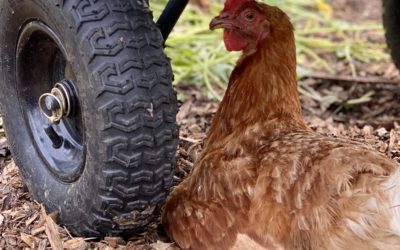 Natural Animal Care Post 1