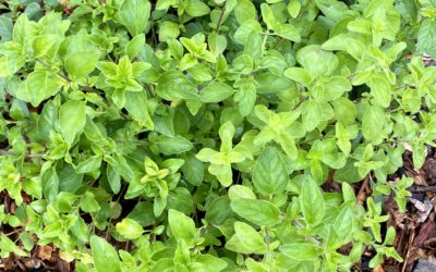 Regenerative Gardening 1 Post
